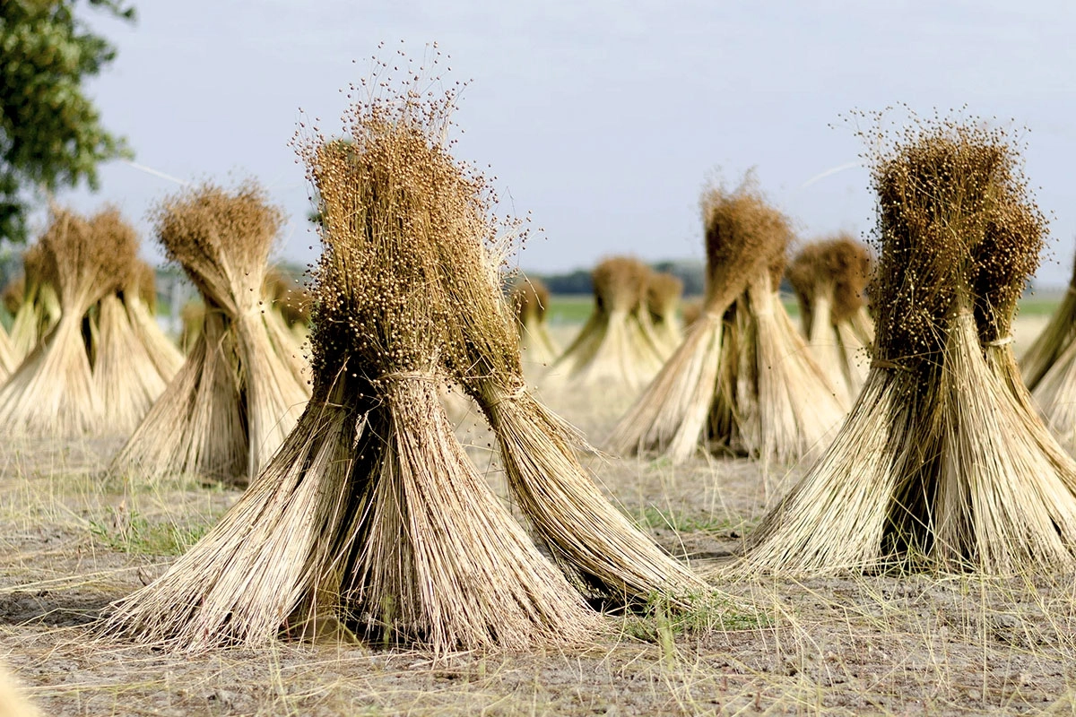 plant voor linnen